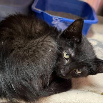 MIDNIGHT -  Domestic Short Hair Cat for Adoption in Kyle, Texas - MIDNIGHT | PetCurious