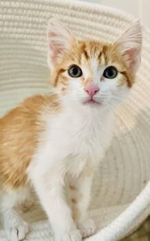 Orion -  American Shorthair Cat for Adoption in Arlington, Texas - Orion | PetCurious
