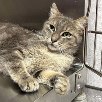 Domestic Short Hair Cats Available for Adoption - Renee | PetCurious