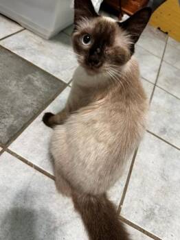 Tassi -  Balinese and Domestic Long Hair Cat for Adoption in Saucier, Mississippi - Tassi | PetCurious