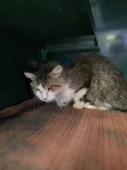 Wilbur -  Domestic Medium Hair Cat for Adoption in El Paso, Texas - Wilbur | PetCurious