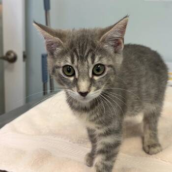 Dora -  Domestic Short Hair Cat for Adoption in Cumming, Georgia - Dora | PetCurious