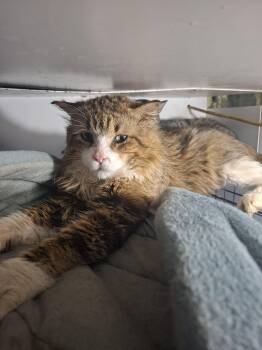 Aster -  Domestic Medium Hair Cat for Adoption in Toronto, Ontario - Aster | PetCurious