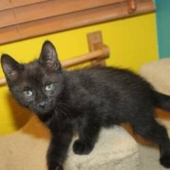 Domestic Short Hair Cats Available for Adoption in Saint Joseph, Missouri - Sprout | PetCurious
