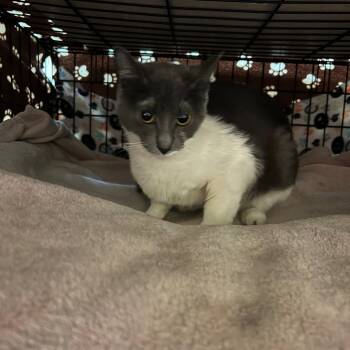 Heather -  Domestic Short Hair Cat Available for Adoption in Blasdell, New York - Heather | PetCurious