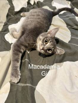 Macadamia -  Tabby Cat for Adoption in Maywood, Illinois - Macadamia | PetCurious
