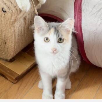 Akuri -  Domestic Medium Hair Cat for Adoption in Toms Brook, Virginia - Akuri | PetCurious