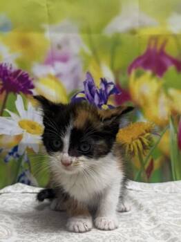 Triangle -  Domestic Short Hair Cat for Adoption in San Antonio, Texas - Triangle | PetCurious