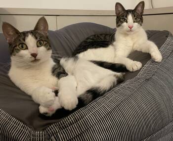 Rescue Domestic Short Hair Cats for Adoption - Cider | PetCurious