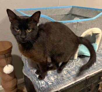 Betty -  Domestic Short Hair Cat for Adoption in Sioux City, Iowa - Betty | PetCurious
