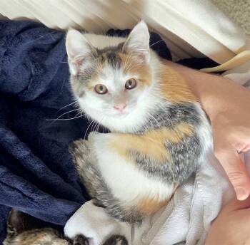 HIME -  Domestic Short Hair Cat for Adoption in Kent, Washington - HIME | PetCurious