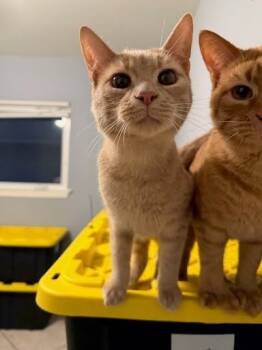 Rescue Domestic Short Hair Cats for Adoption in Gautier, Mississippi - Bier | PetCurious