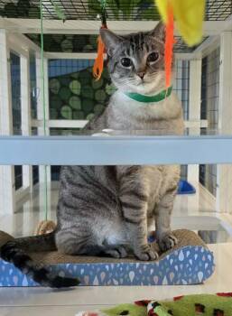 Shadow -  Domestic Short Hair Cat Available for Adoption in Ionia, Michigan - Shadow | PetCurious