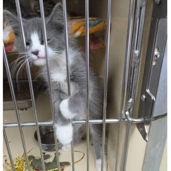 Gingham -  Domestic Long Hair Cat for Adoption in Clarksville, Virginia - Gingham | PetCurious