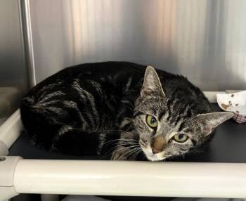 Virgo -  Domestic Short Hair Cat for Adoption in Pomona, New York - Virgo | PetCurious