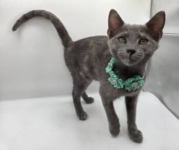 Wren -  Domestic Short Hair and Dilute Tortoiseshell Cat for Adoption in Magnolia Springs, Alabama - Wren | PetCurious