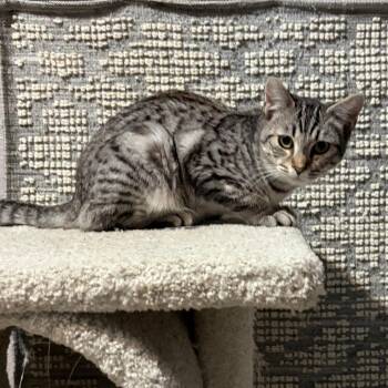 Merlin -  Domestic Short Hair Cat for Adoption in Pleasanton, California - Merlin | PetCurious
