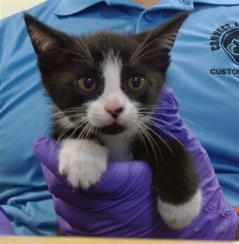 Domestic Short Hair Cats Available for Adoption in Doral, Florida - PRINCE CHARMING | PetCurious