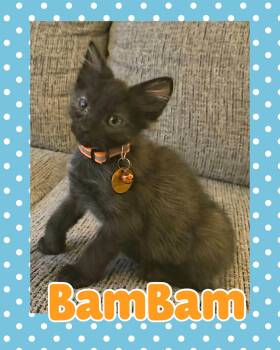 BamBam -  Domestic Short Hair Cat for Adoption in Pasco, Washington - BamBam | PetCurious