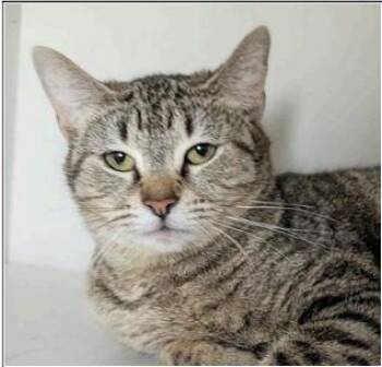 Domestic Short Hair Cats Available for Adoption in Greenfield, Indiana - Petey | PetCurious