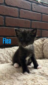 Domestic Short Hair Cats Available for Adoption in Hillsboro, Ohio - Flea | PetCurious