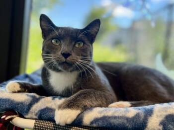 Buttercup -  Domestic Short Hair Cat for Adoption in Portland, Oregon - Buttercup | PetCurious