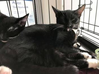 Rescue American Shorthair Cats for Adoption in Vacaville, California - Miro | PetCurious