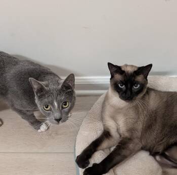 Rescue Domestic Short Hair Cats for Adoption in Jacksonville, Florida - Billy & Tinkerbell | PetCurious