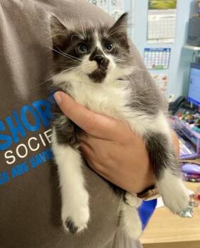 Domestic Long Hair and Domestic Short Hair Cats Available for Adoption in Covington, Louisiana - Catthew | PetCurious