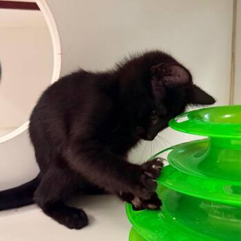 Cypress -  Domestic Short Hair Cat for Adoption in Cheyenne, Wyoming - Cypress | PetCurious