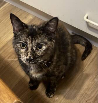 Binxi -  Tortoiseshell Cat for Adoption in Menasha, Wisconsin - Binxi | PetCurious