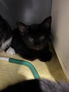 SHRUB -  Domestic Short Hair Cat for Adoption in Leesburg, Virginia - SHRUB | PetCurious