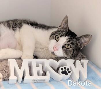 Dakota -  Domestic Medium Hair Cat for Adoption in Flint, Michigan - Dakota | PetCurious