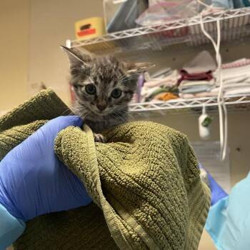 Domestic Medium Hair Cats Available for Adoption in Pasadena, California - Cranberry | PetCurious