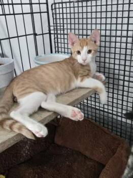 Davant -  Domestic Short Hair Cat for Adoption in River Ridge, Louisiana - Davant | PetCurious