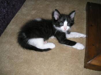NITRO -  Domestic Short Hair Cat for Adoption in Sacramento, California - NITRO | PetCurious
