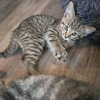 Louis -  Domestic Short Hair Cat for Adoption in Winnipeg, Manitoba - Louis | PetCurious