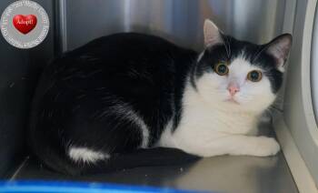 Domestic Short Hair Cats Available for Adoption - Gizmo | PetCurious