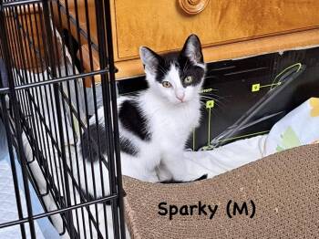 Sparky (Norristown Crew) -  Domestic Short Hair Cat for Adoption in Telford, Pennsylvania - Sparky (Norristown Crew) | PetCurious
