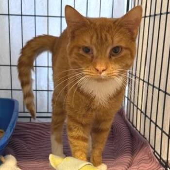 Domestic Short Hair Cats Available for Adoption in Cumming, Georgia - McGuire | PetCurious