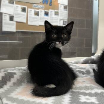 Beetle -  Domestic Short Hair Cat for Adoption in Cheyenne, Wyoming - Beetle | PetCurious