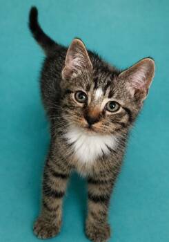 Tippy -  Domestic Short Hair Cat for Adoption in Columbia, Tennessee - Tippy | PetCurious