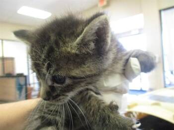 TRAEGER -  Domestic Short Hair Cat Available for Adoption in Ocala, Florida - TRAEGER | PetCurious