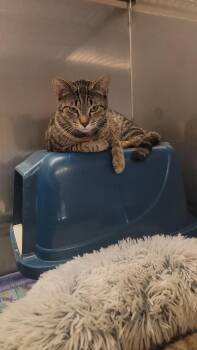 Rescue Domestic Short Hair Cats for Adoption in Sprakers, New York - Peach | PetCurious