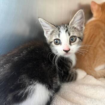 Miley -  Domestic Short Hair Cat for Adoption in Council Bluffs, Iowa - Miley | PetCurious
