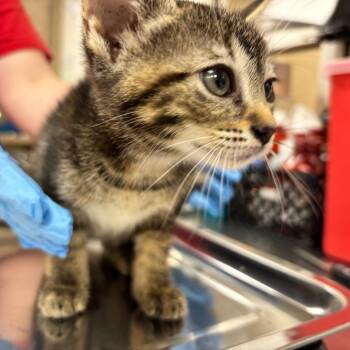 Rayne -  Domestic Short Hair Cat for Adoption in Birmingham, Alabama - Rayne | PetCurious