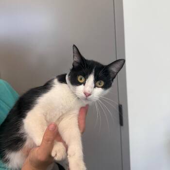 Cheese -  Domestic Short Hair Cat for Adoption in Sand Springs, Oklahoma - Cheese | PetCurious
