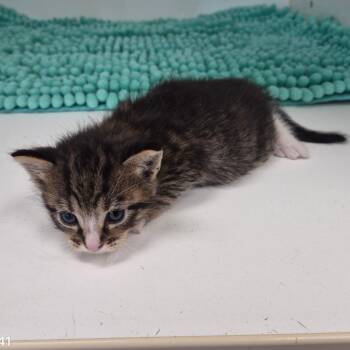 Domestic Short Hair Cats Available for Adoption in Portland, Texas - Donald | PetCurious