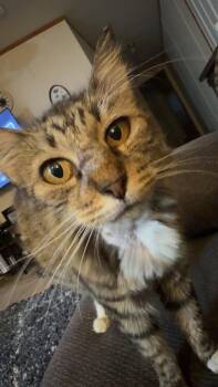 Seffie -  Domestic Medium Hair Cat for Adoption in Emporia, Kansas - Seffie | PetCurious