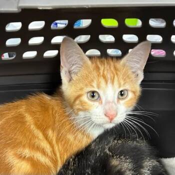 Boaz -  Domestic Short Hair Cat for Adoption in Jeffersonville, Indiana - Boaz | PetCurious